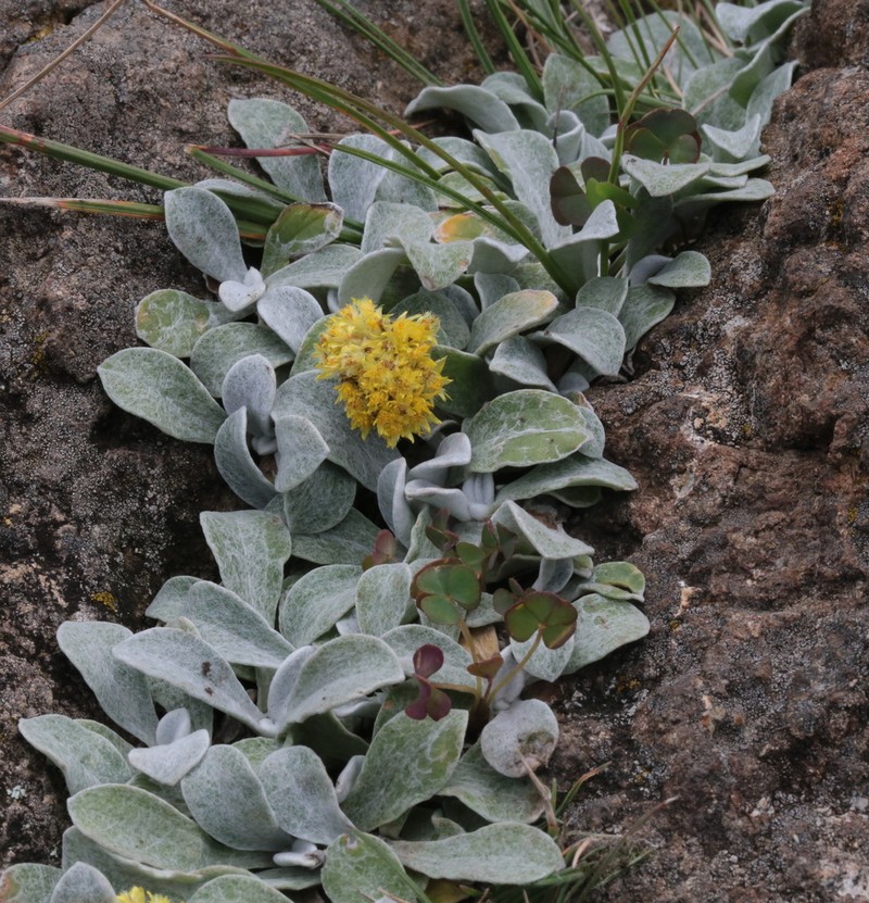 Helichrysum evansii photo 2