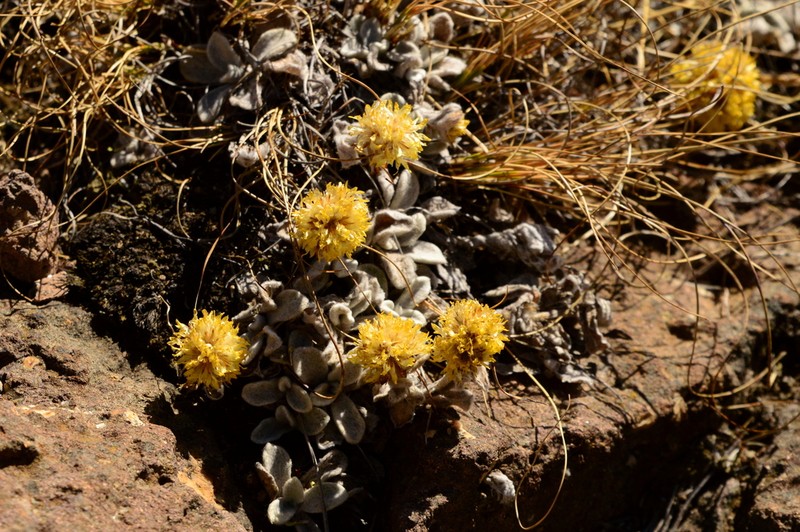 Helichrysum evansii photo 3