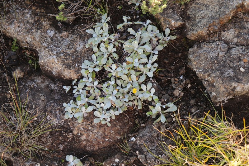 Helichrysum evansii photo 4