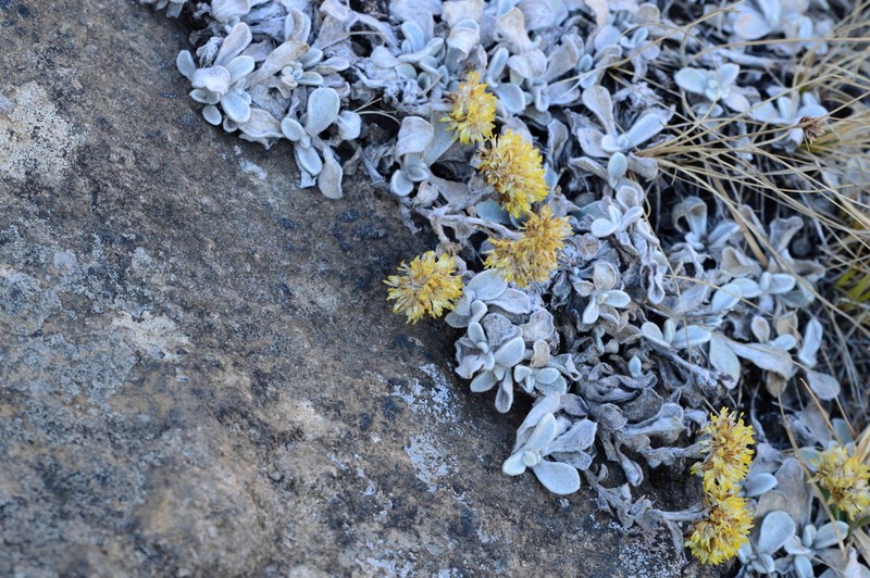 Helichrysum evansii photo 5