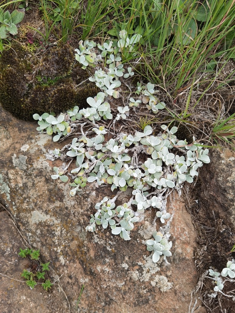 Helichrysum evansii photo 6