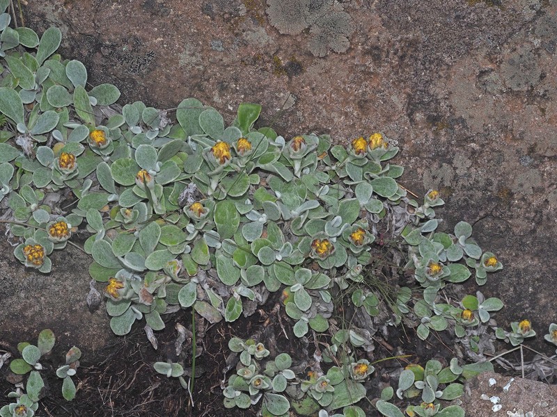 Helichrysum evansii photo 7