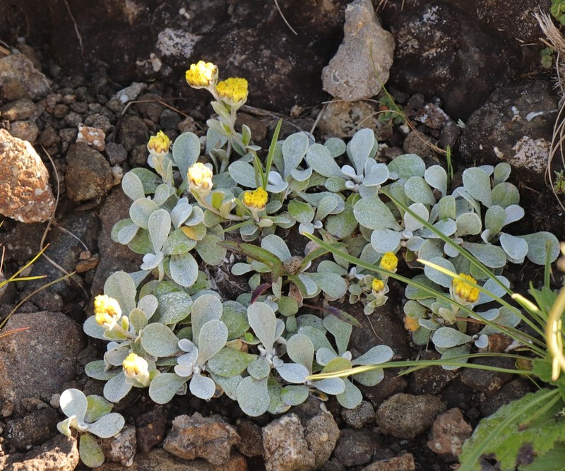 Helichrysum evansii photo 8