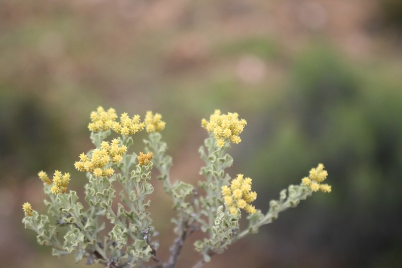 Helichrysum excisum photo 2