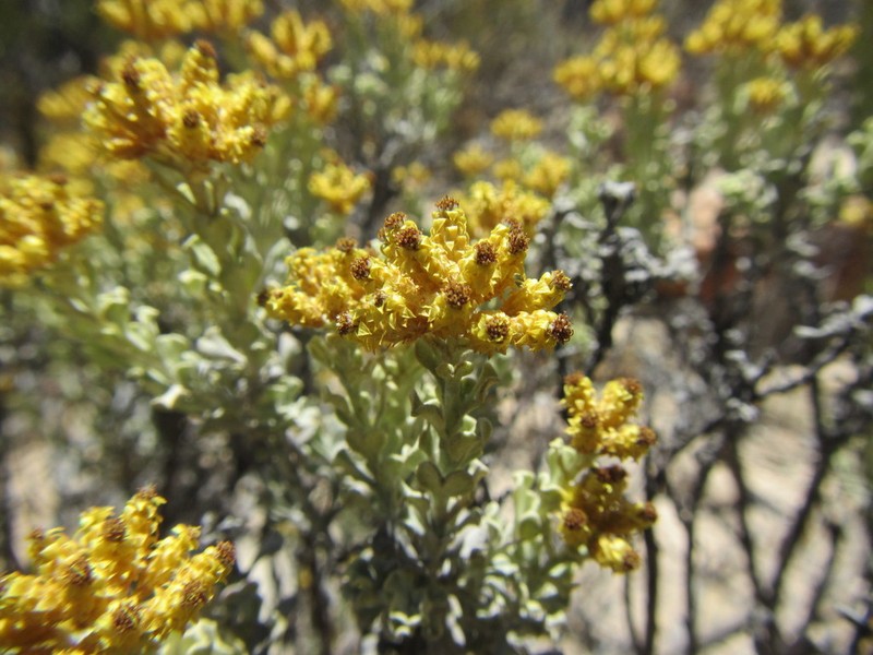 Helichrysum excisum photo 3