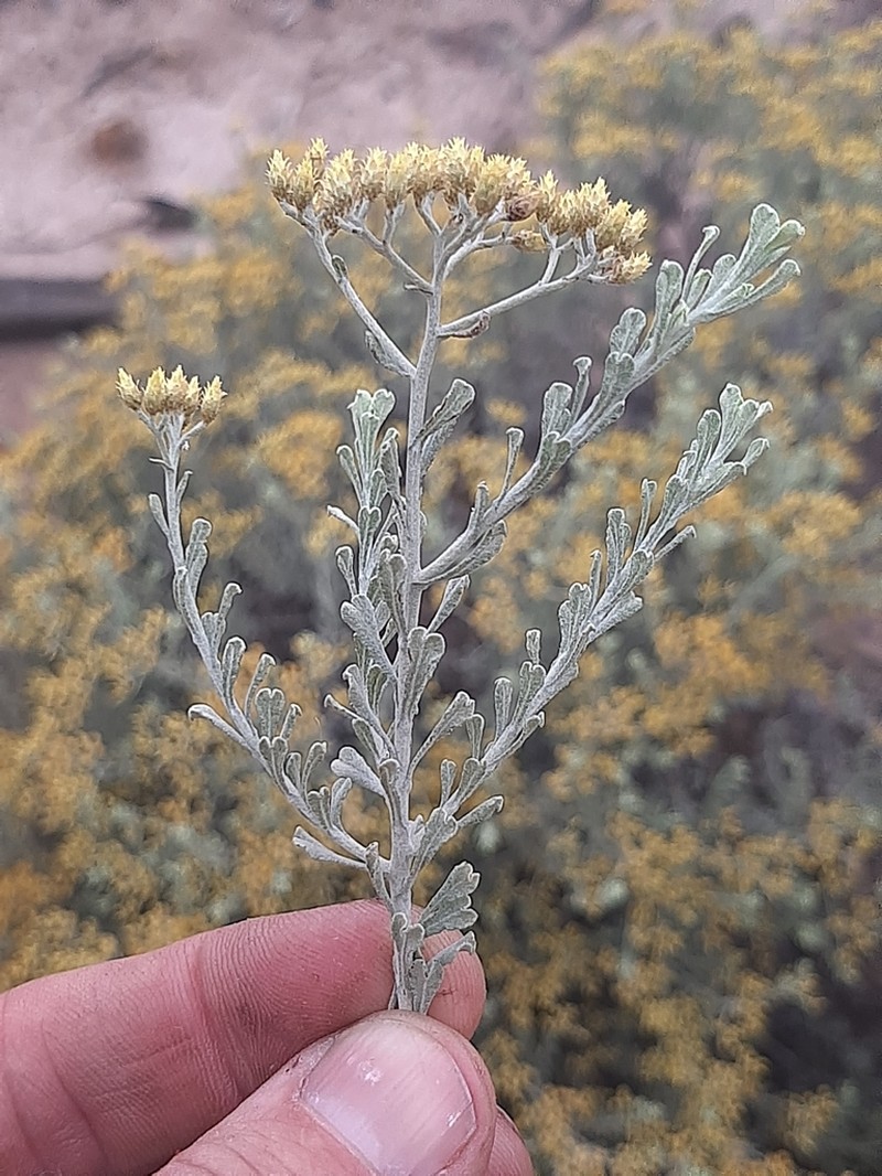 Helichrysum excisum photo 4