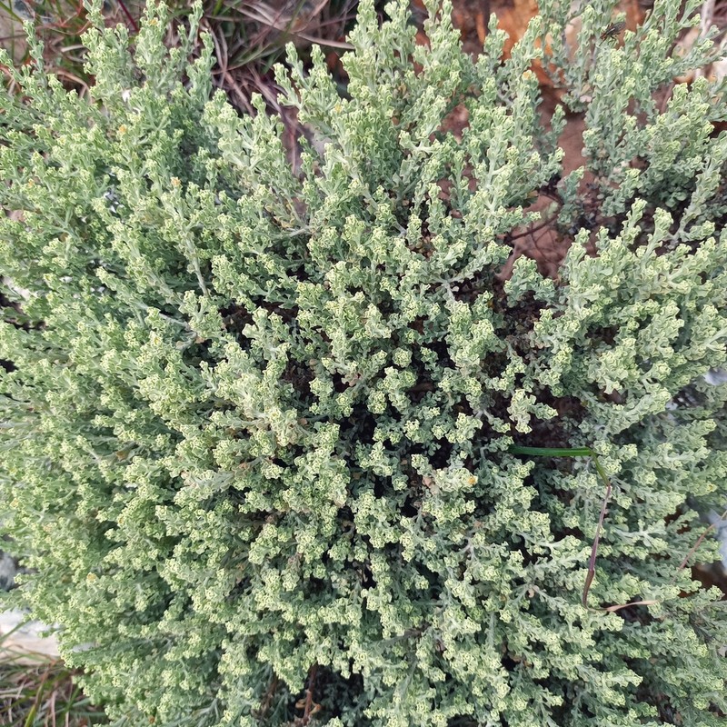 Helichrysum excisum photo 5