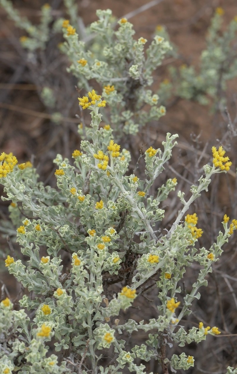 Helichrysum excisum photo 6