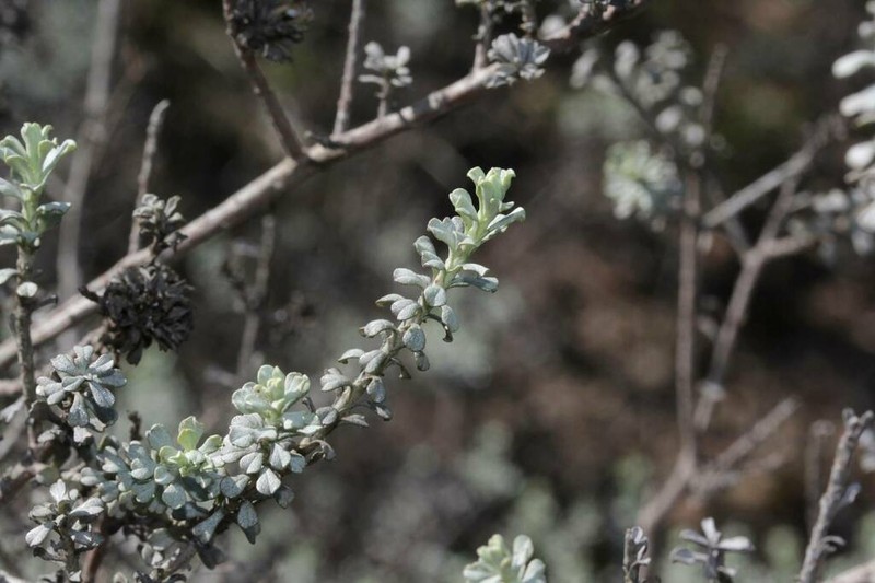 Helichrysum excisum photo 7