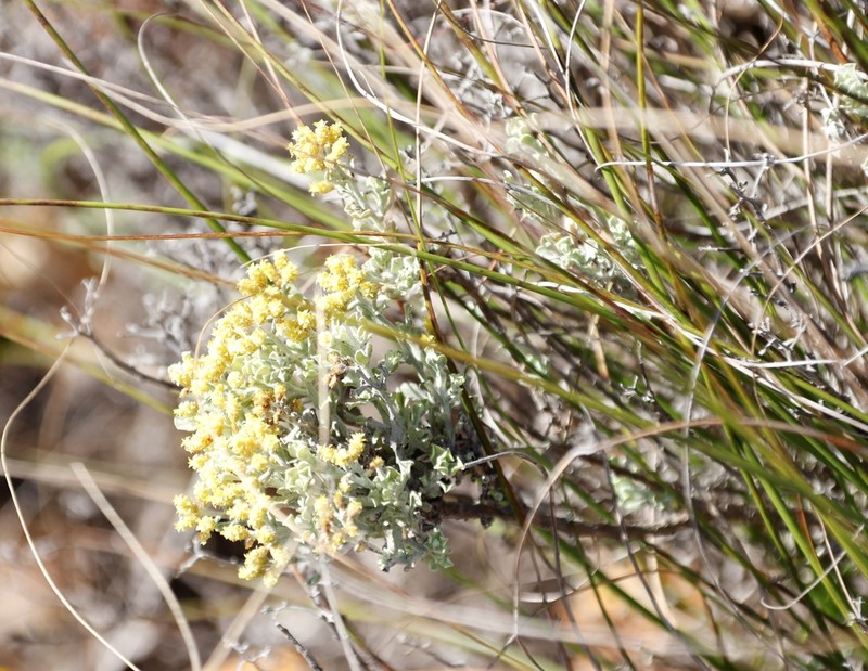 Helichrysum excisum photo 8