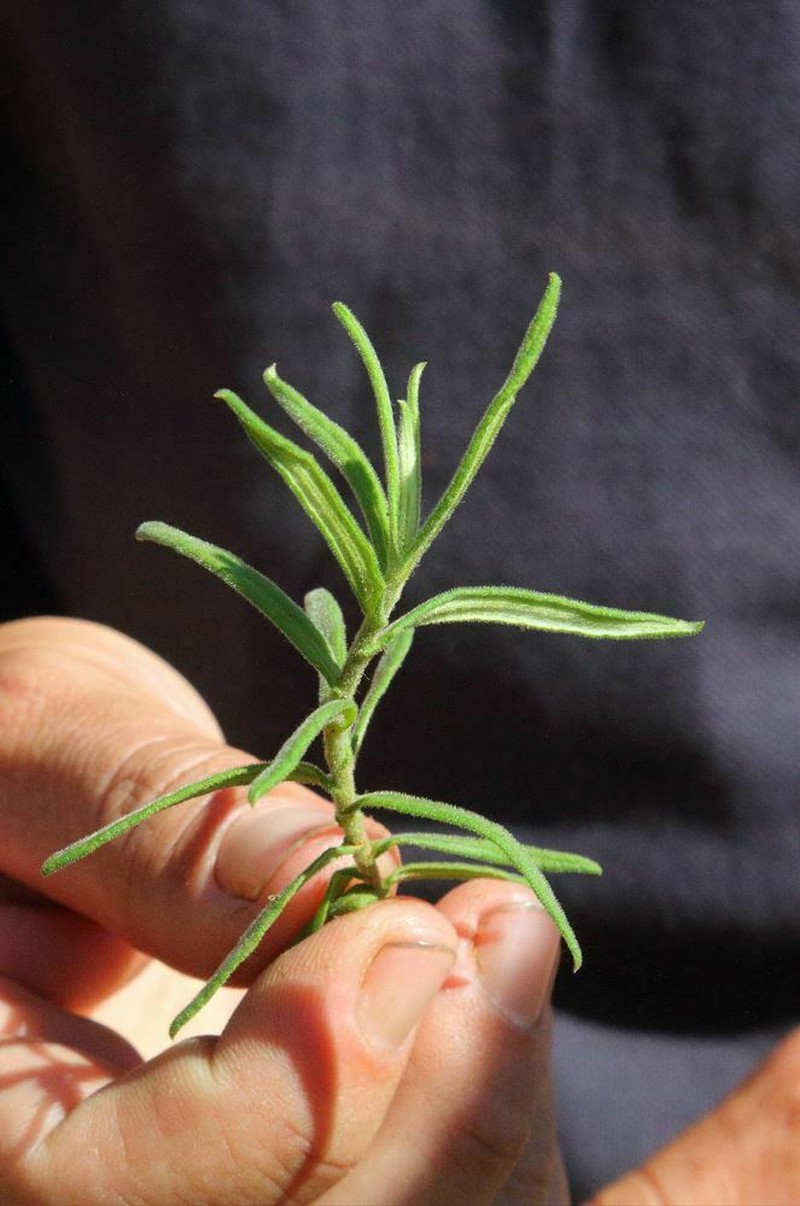 Helichrysum faradifani photo 2