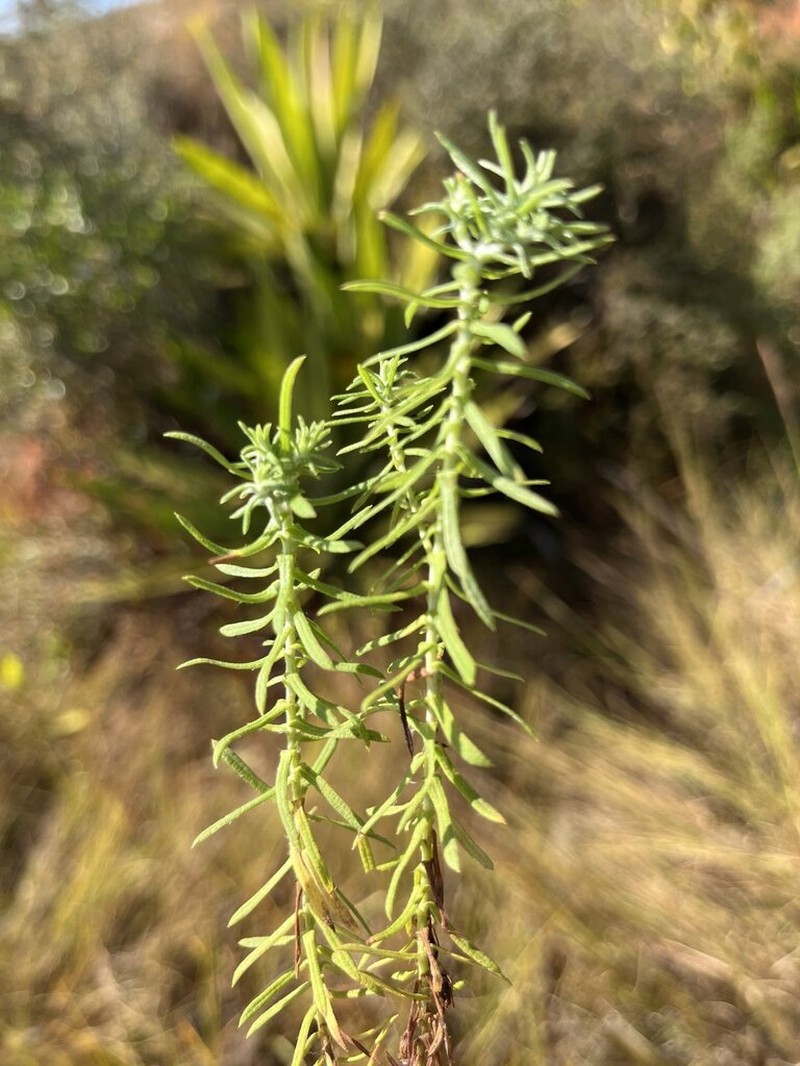 Helichrysum faradifani photo 3