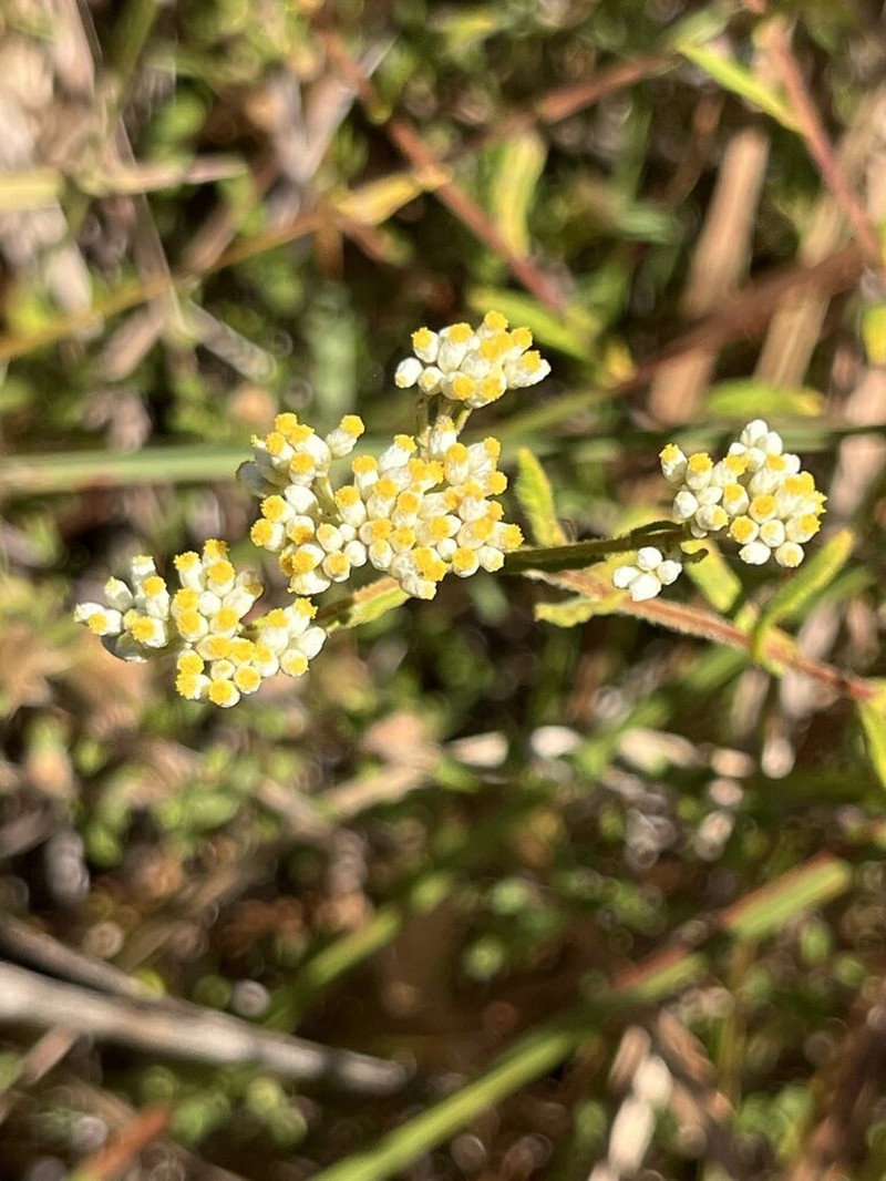 Helichrysum faradifani photo 5