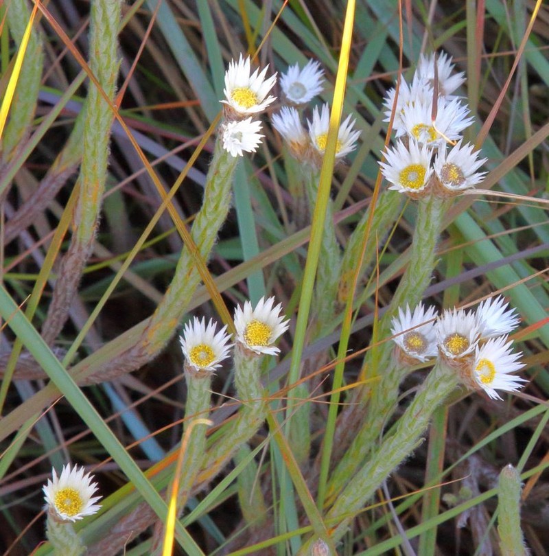 Helichrysum faradifani photo 6