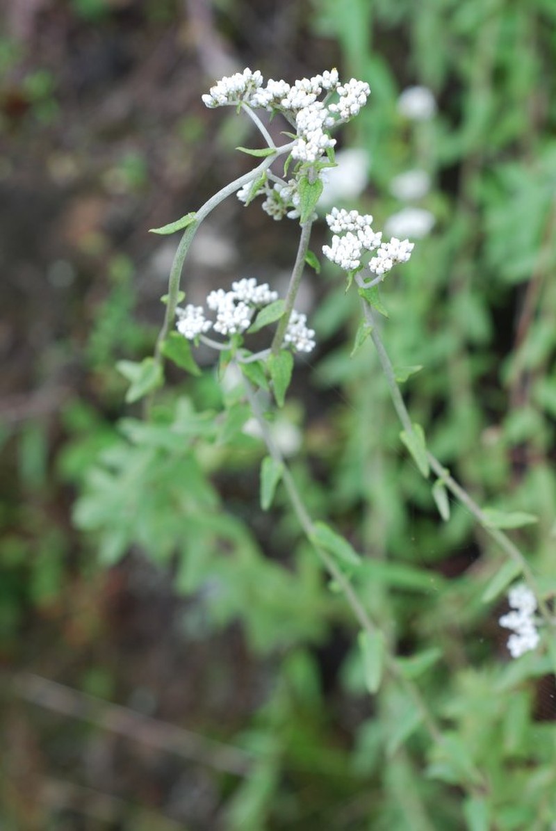 Helichrysum faradifani photo 7