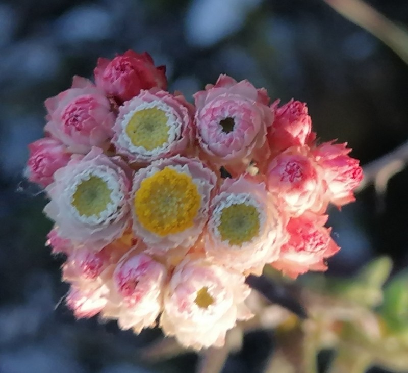 Helichrysum felinum