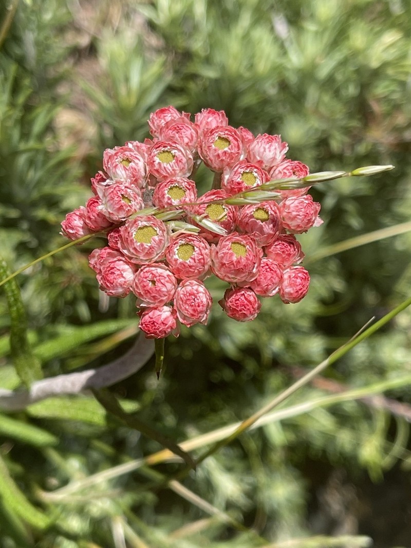 Helichrysum felinum photo 2