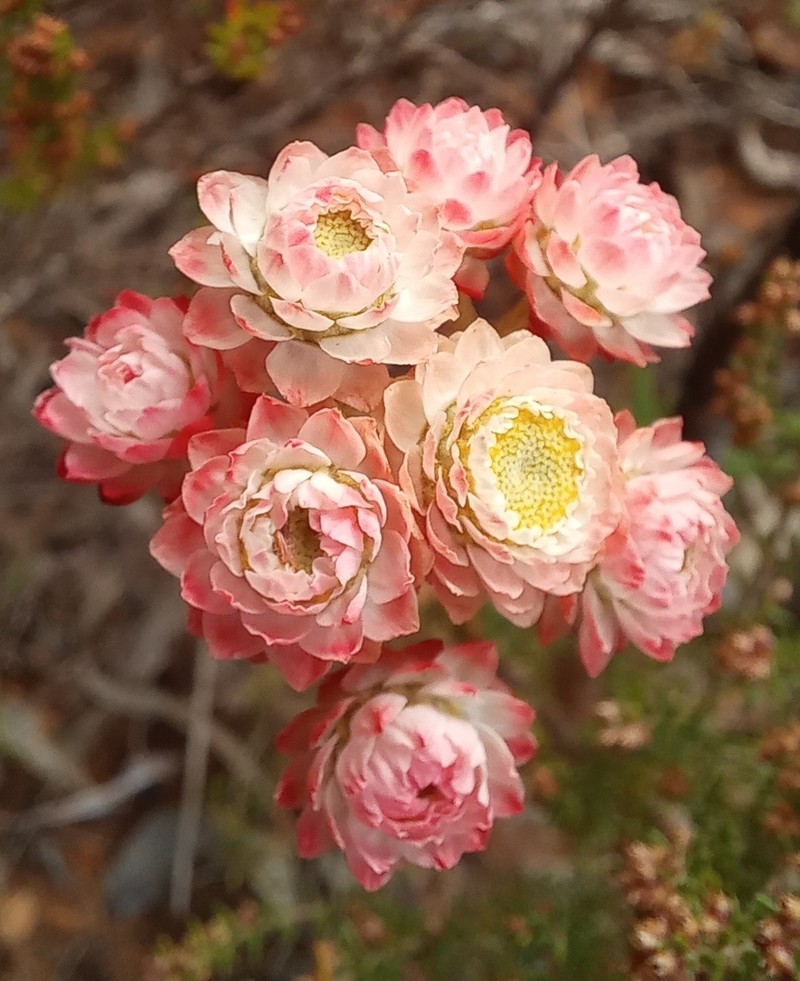 Helichrysum felinum photo 3