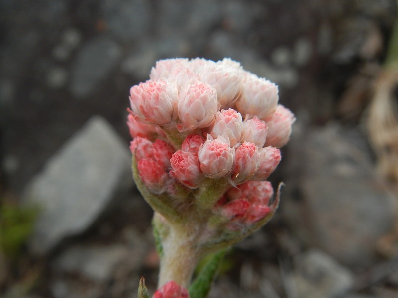 Helichrysum felinum photo 4