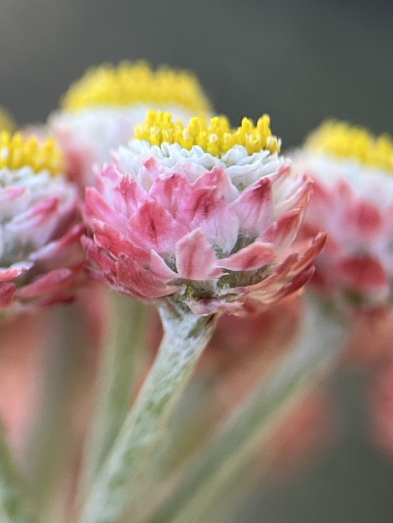 Helichrysum felinum photo 5