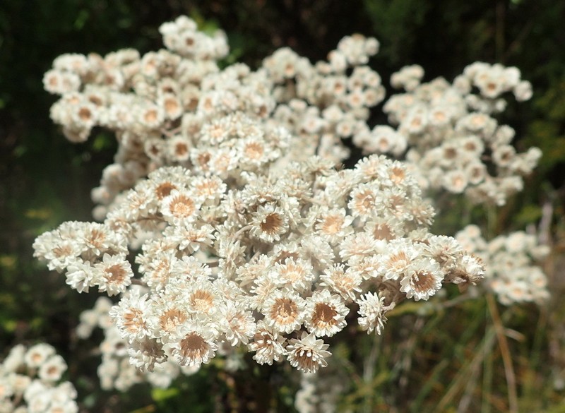 Helichrysum felinum photo 6