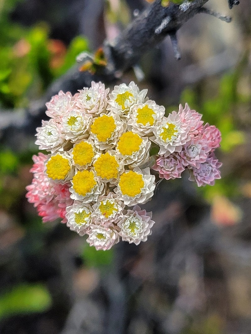 Helichrysum felinum photo 7