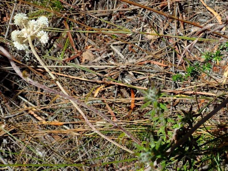 Helichrysum felinum photo 8