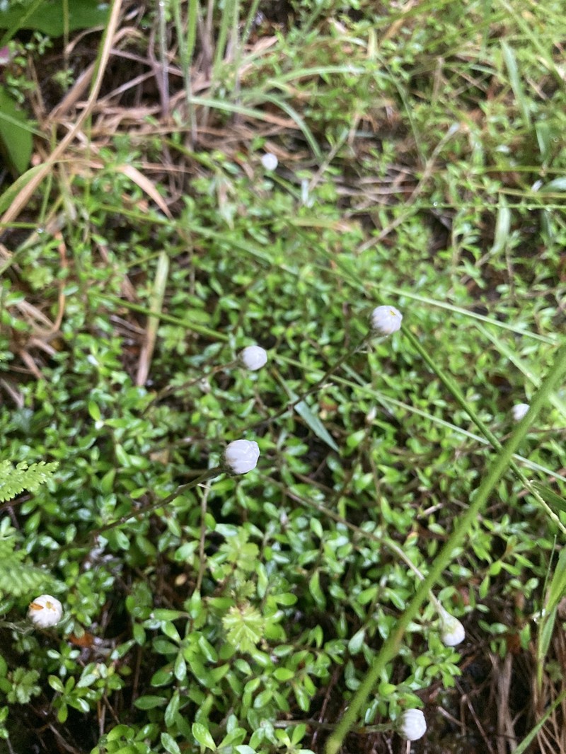 Helichrysum filicaule