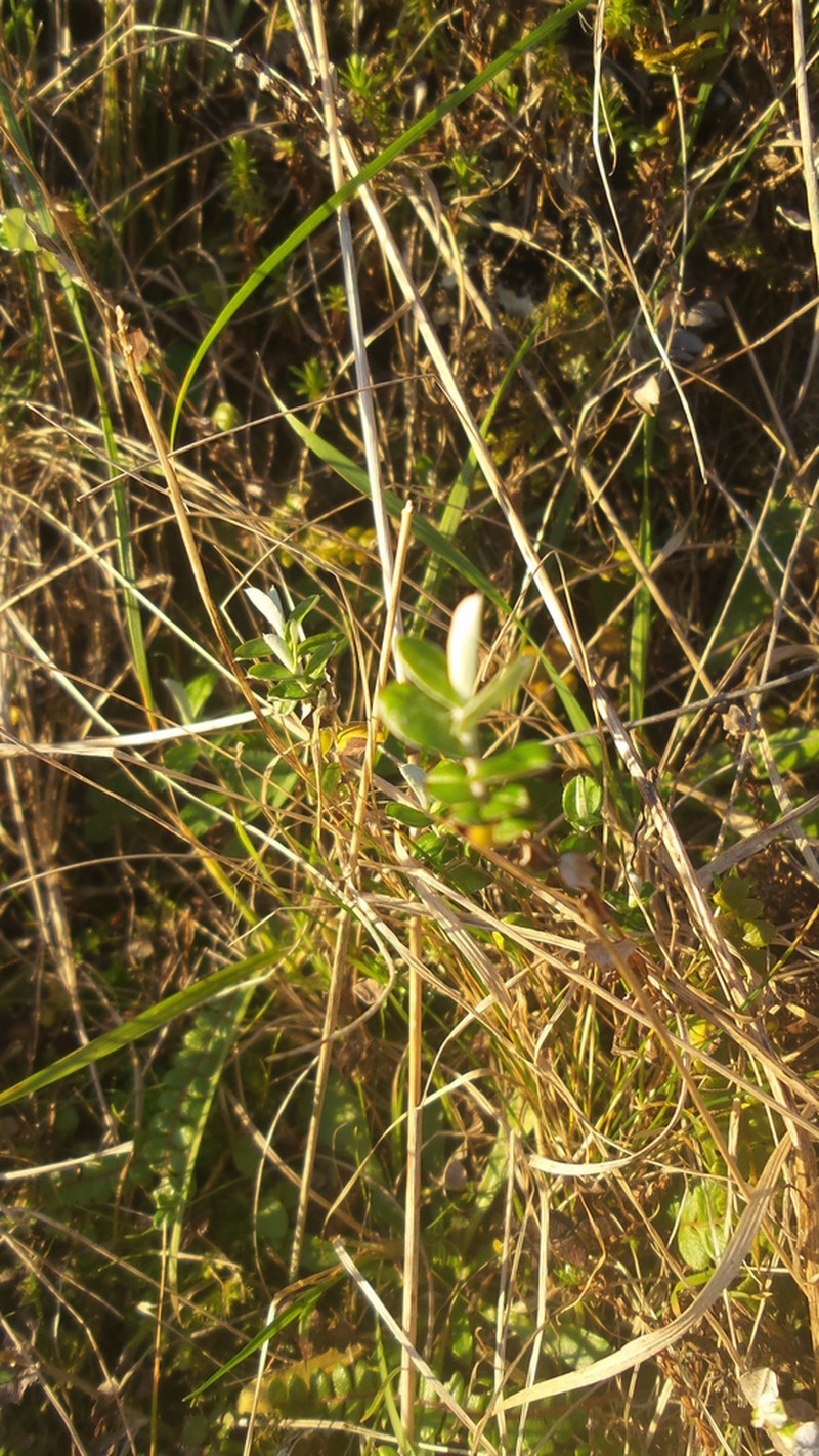 Helichrysum filicaule photo 2