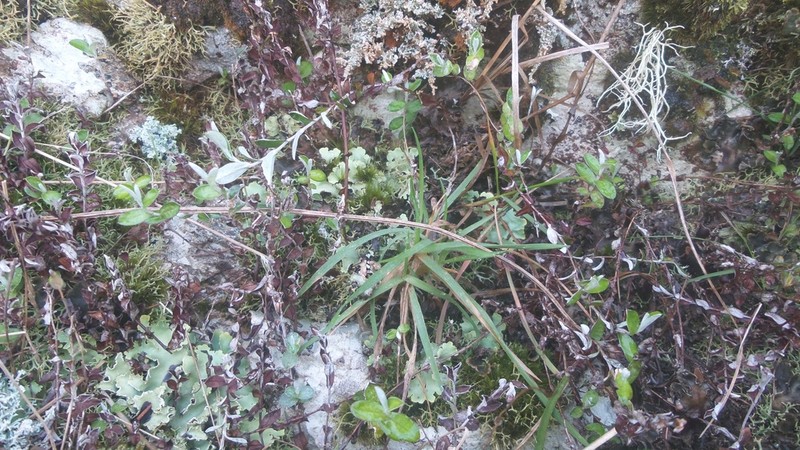 Helichrysum filicaule photo 3