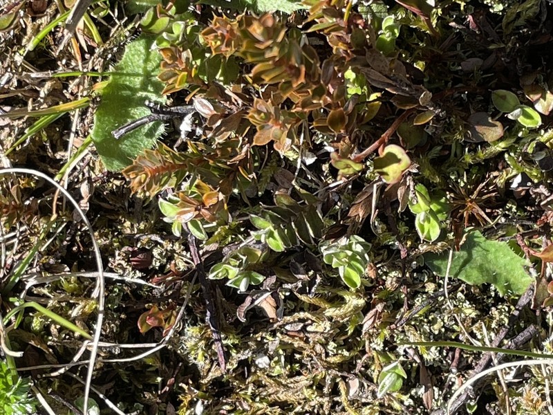 Helichrysum filicaule photo 4