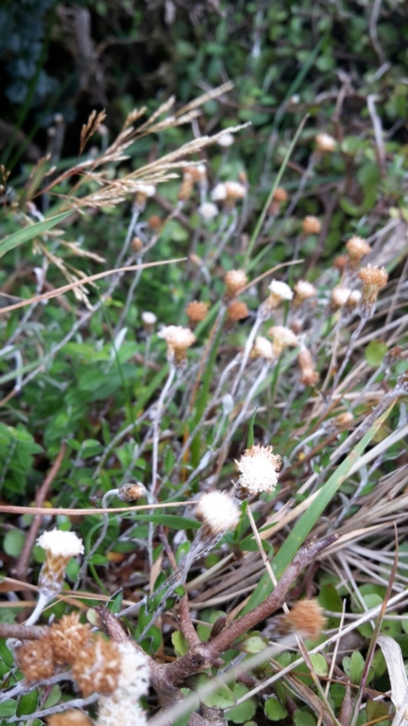 Helichrysum filicaule photo 5