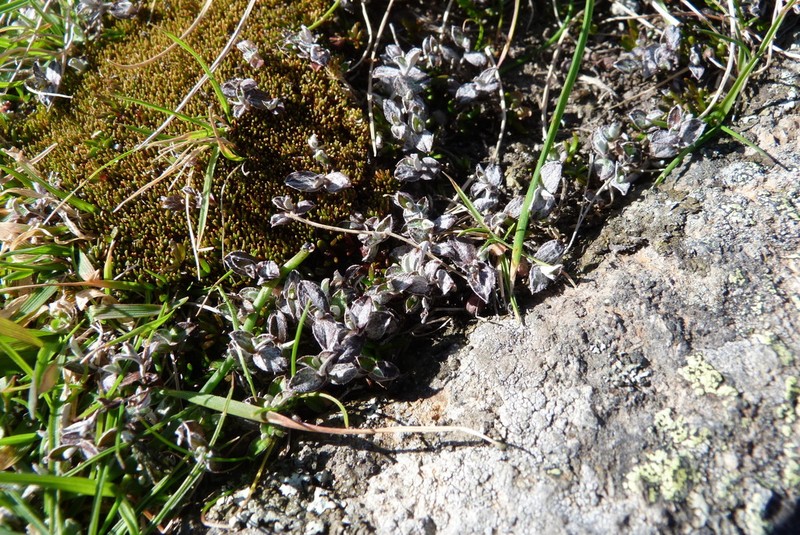 Helichrysum filicaule photo 6
