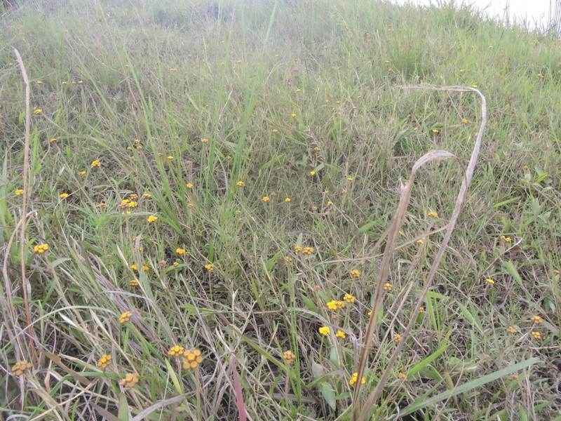 Helichrysum flagellare