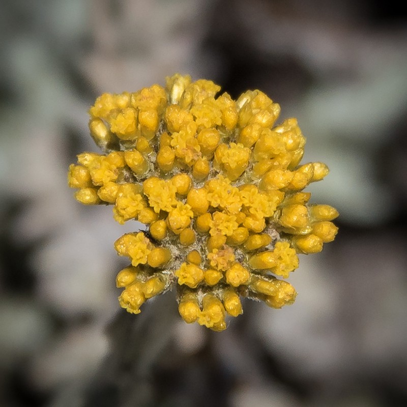 Helichrysum flanaganii