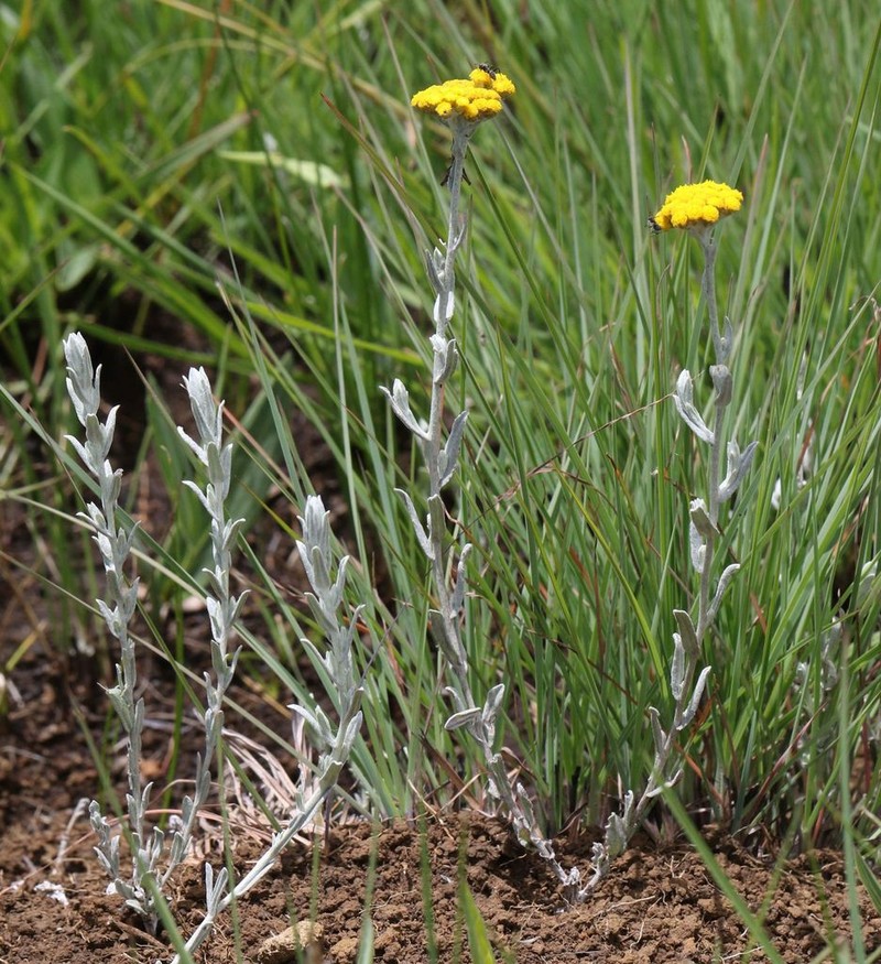 Helichrysum flanaganii photo 2
