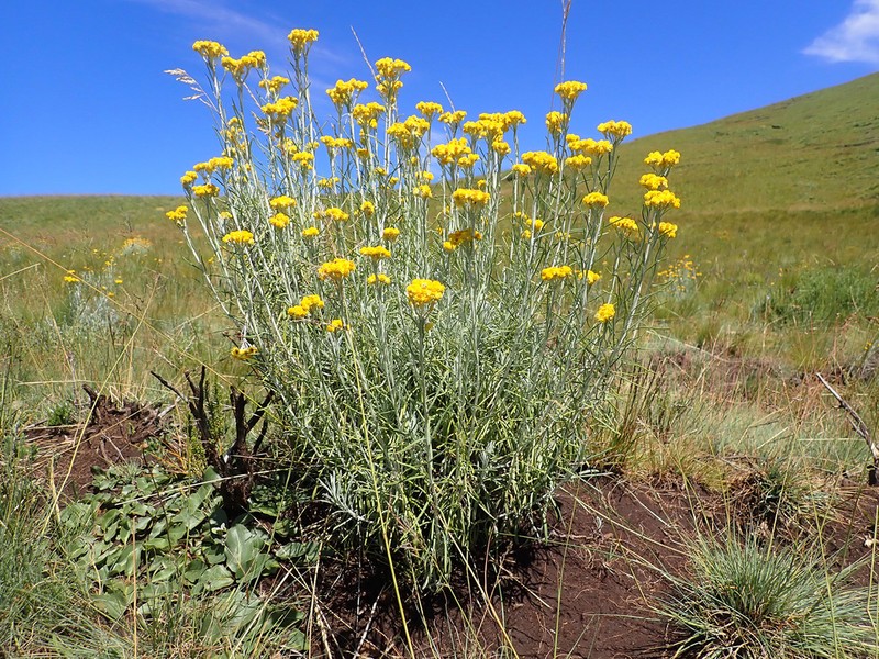 Helichrysum flanaganii photo 3