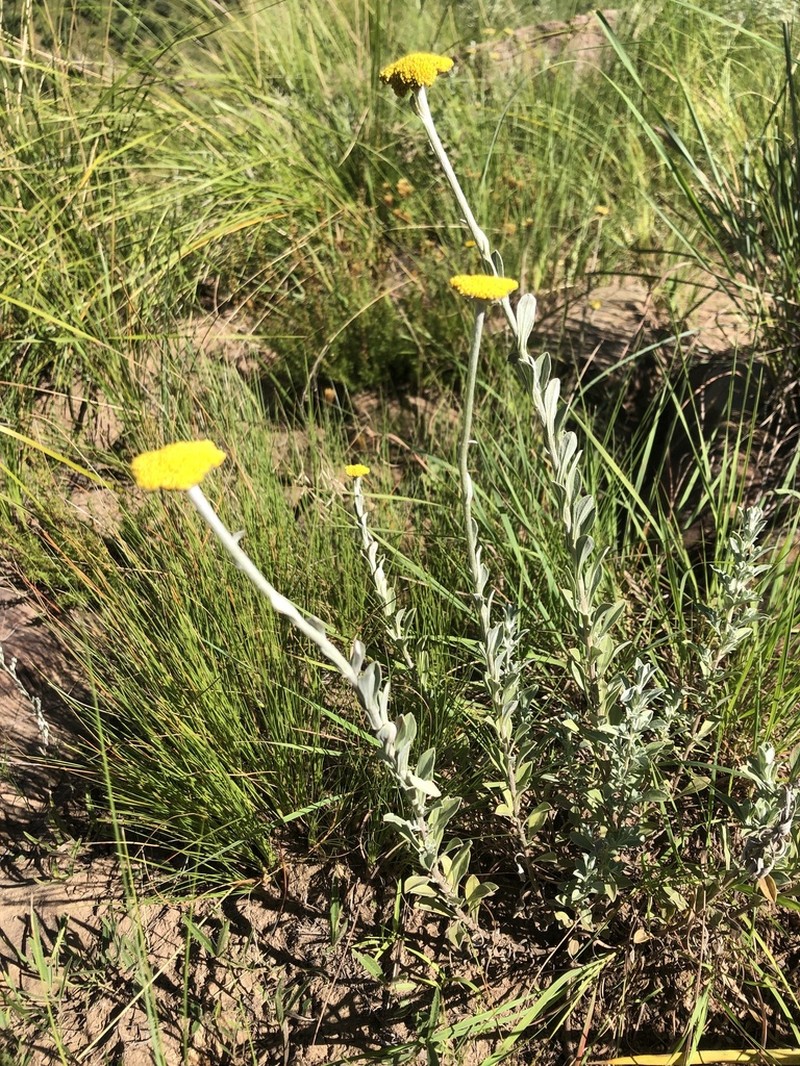 Helichrysum flanaganii photo 4