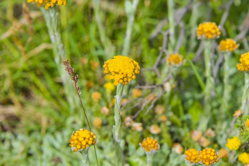 Helichrysum flanaganii photo 5