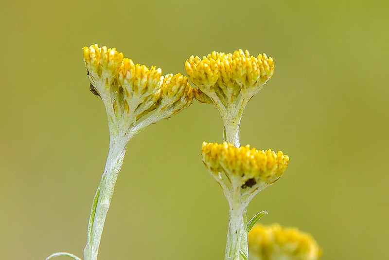 Helichrysum flanaganii photo 6