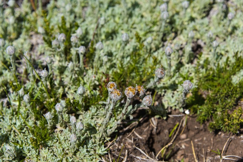 Helichrysum flanaganii photo 7