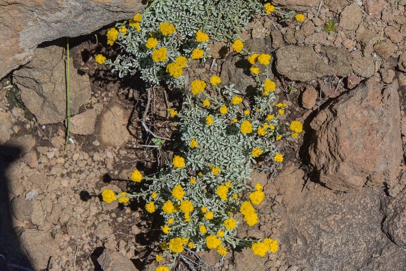 Helichrysum flanaganii photo 8
