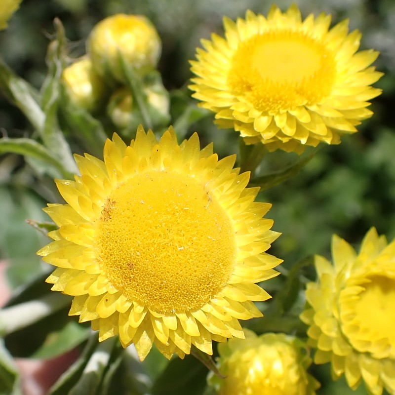 Helichrysum foetidum var. foetidum