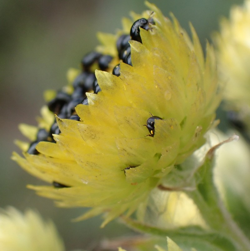 Helichrysum foetidum var. foetidum photo 2