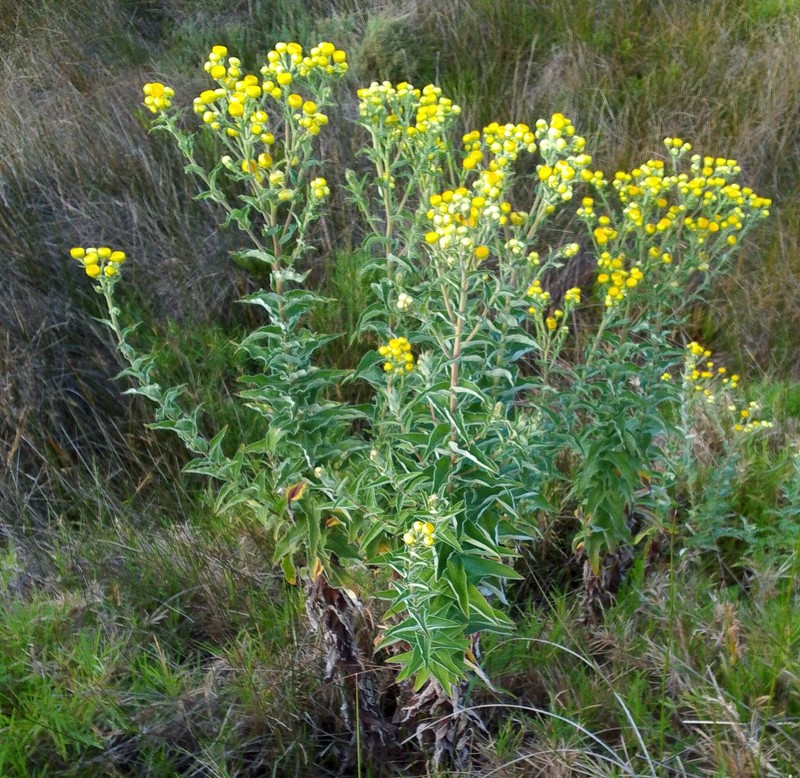 Helichrysum foetidum var. foetidum photo 3