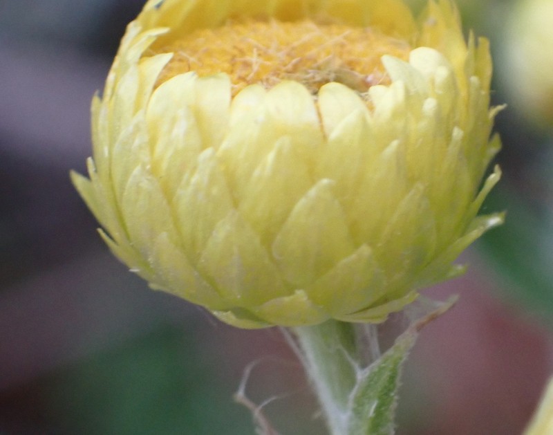 Helichrysum foetidum var. foetidum photo 4