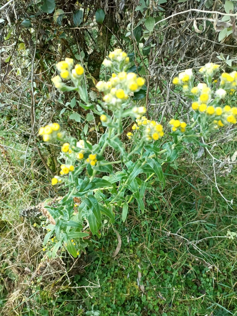 Helichrysum foetidum var. microcephalum
