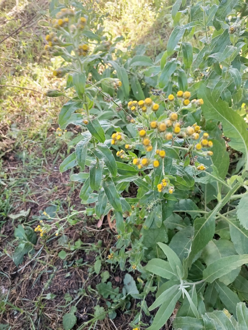 Helichrysum foetidum var. microcephalum photo 2