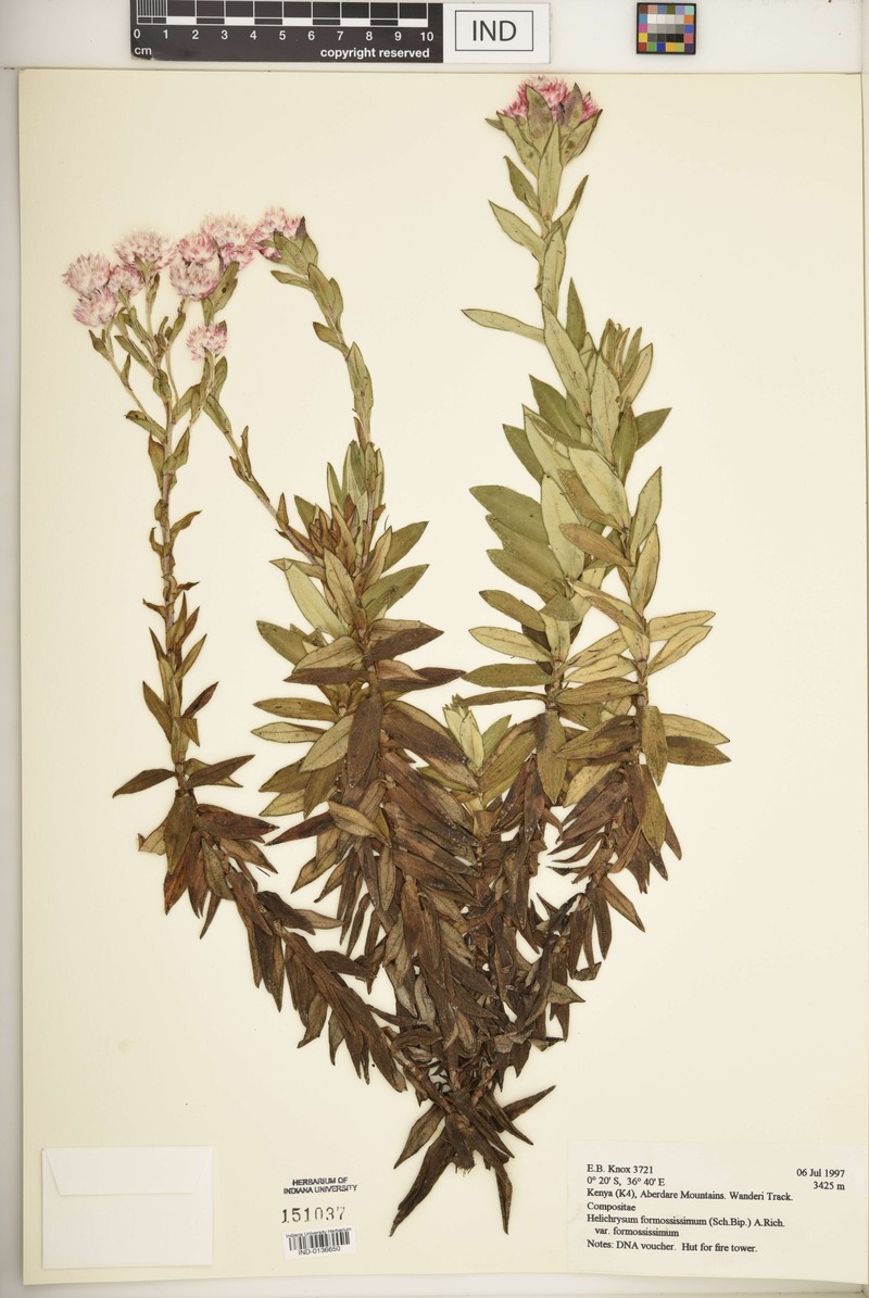 Helichrysum formosissimum var. formosissimum