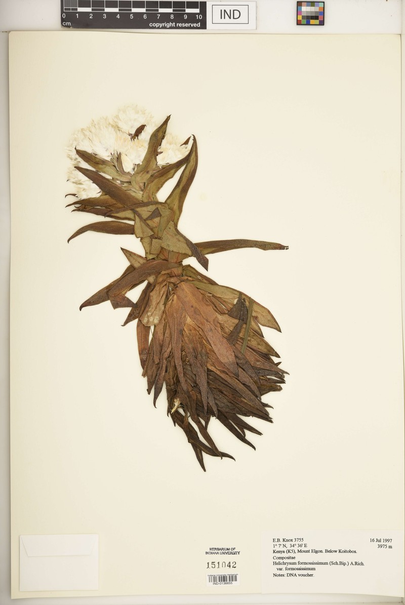 Helichrysum formosissimum var. formosissimum photo 2